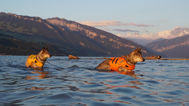 im Wasser mit Hunden